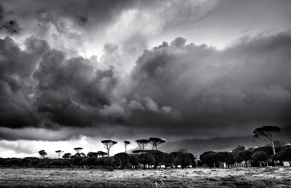 Rondebosch Common under dramatic storm clouds with milkwood trees, Southern Suburbs, Cape Town.